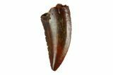 Serrated, Raptor Tooth - Real Dinosaur Tooth #144643-1